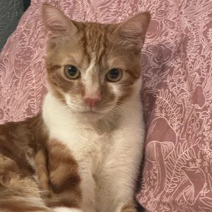 Meet your Posher, Kevin